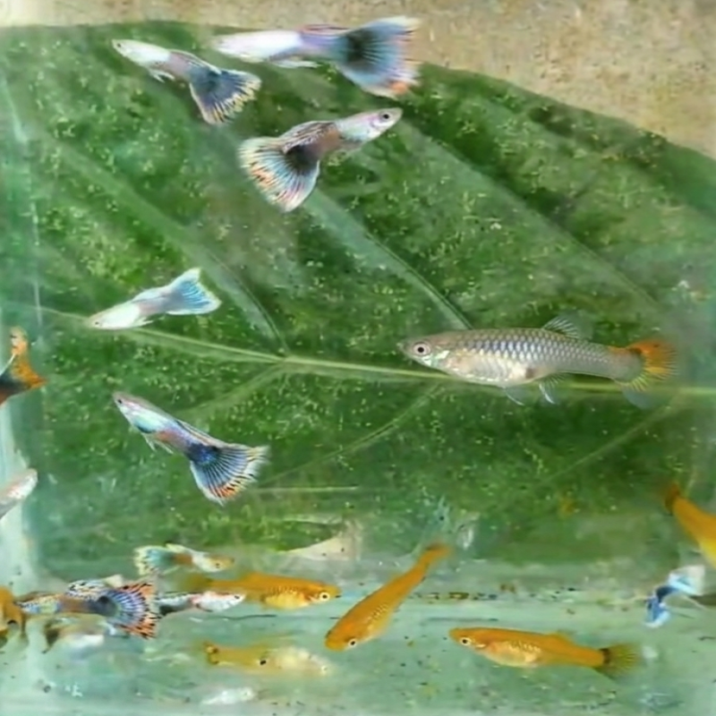Image 1